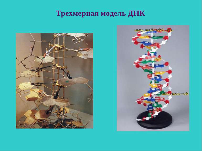 Трехмерная модель ДНК