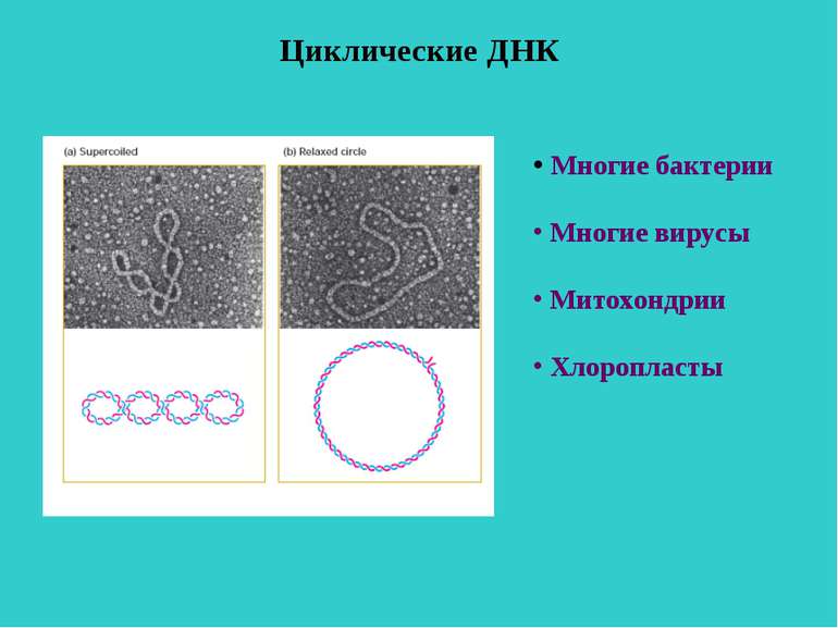 Циклические ДНК Многие бактерии Многие вирусы Митохондрии Хлоропласты