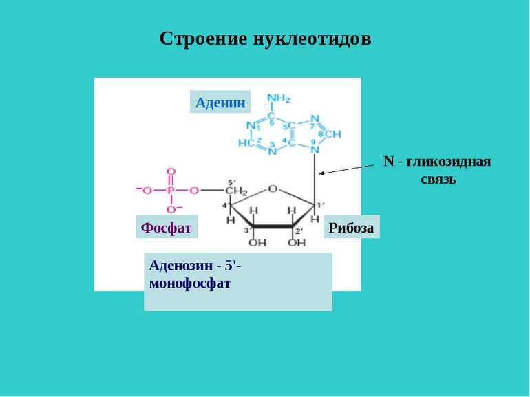 Строение нуклеотидов Аденозин - 5'- монофосфат Рибоза Фосфат Аденин N - глико...