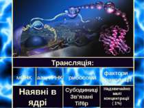 Трансляція: мРНК рибосоми аац-тРНК фактори трансляції Наявні в ядрі Субодиниц...