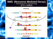 NMD (Nonsense Mediated Decay) (Спричинений нонсенс-кодонами розпад) (PTC+ mRN...