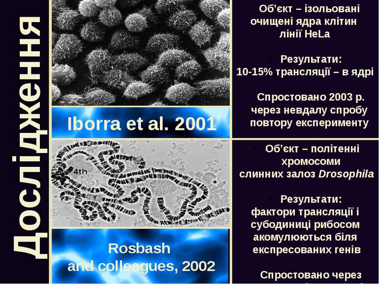 Дослідження Iborra et al. 2001 Rosbash and colleagues, 2002 Об’єкт – ізольова...