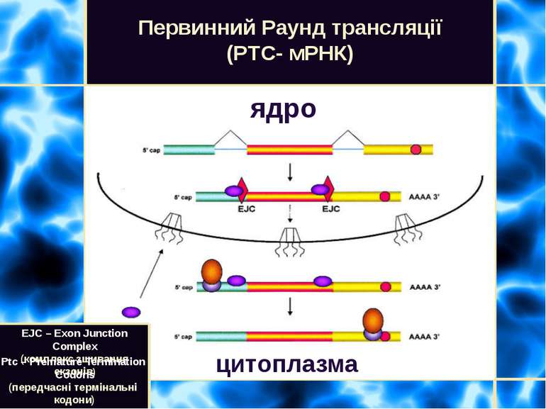 Первинний Раунд трансляції (PTC- мРНК) ядро цитоплазма EJC – Exon Junction Co...