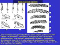 Деякі еволюційні зміни у родині Equidae: 1-5 передні кінцівки представників р...
