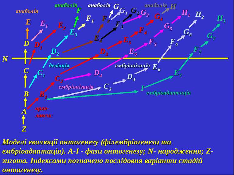 Моделі еволюції онтогенезу (філембріогенези та ембріоадаптація). A-І - фази о...