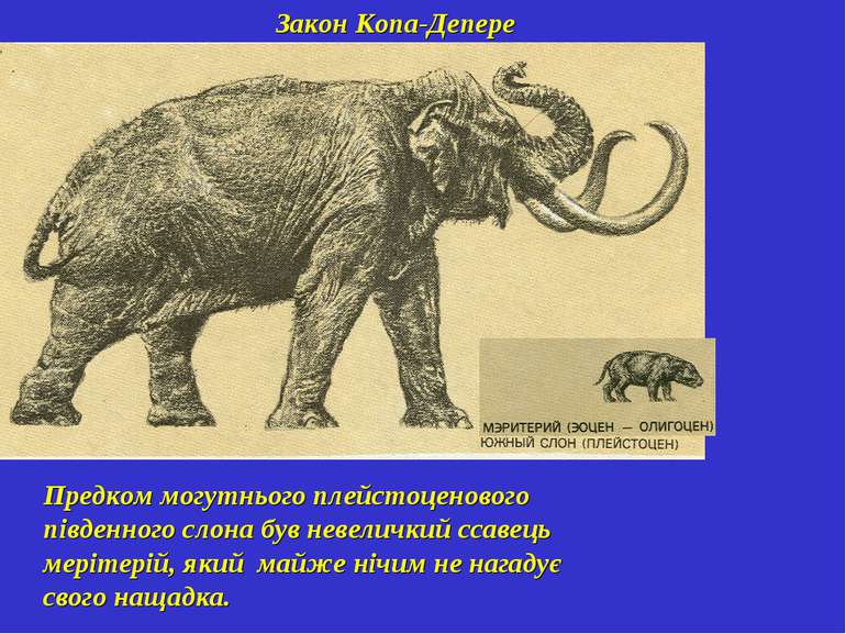 Закон Копа-Депере Предком могутнього плейстоценового південного слона був нев...