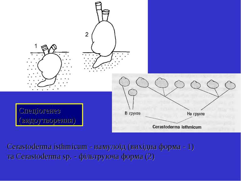 Cerastoderma isthmicum - намулоїд (вихідна форма - 1) та Cerastoderma sp. - ф...