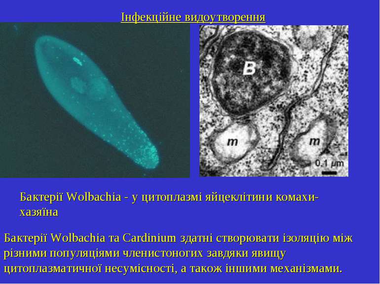 Інфекційне видоутворення Бактерії Wolbachia - у цитоплазмі яйцеклітини комахи...