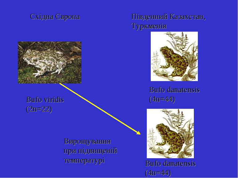 Bufo viridis (2п=22) Bufo danatensis (4п=44) Східна Європа Південний Казахста...