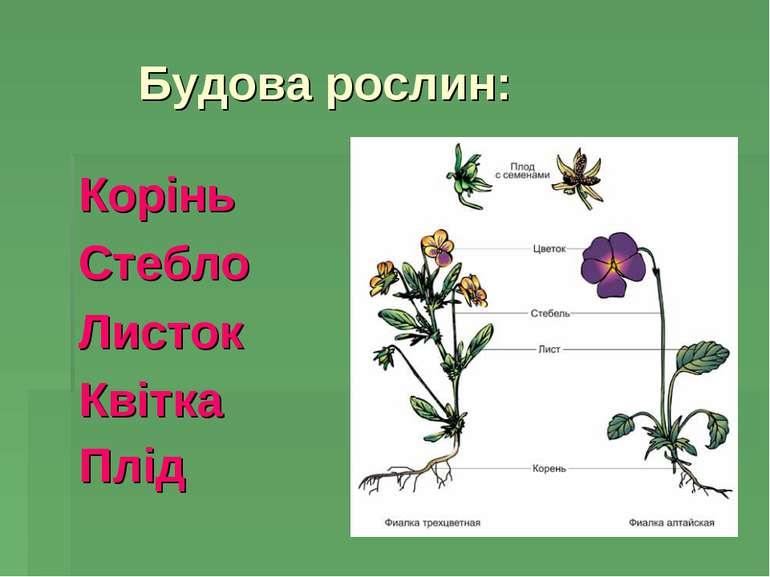 Будова рослин: Корінь Стебло Листок Квітка Плід