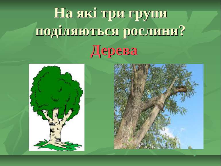 На які три групи поділяються рослини? Дерева