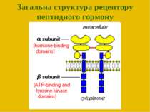 Загальна структура рецептору пептидного гормону