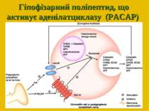Гіпофізарний поліпептид, що активує аденілатциклазу  (PACAP)