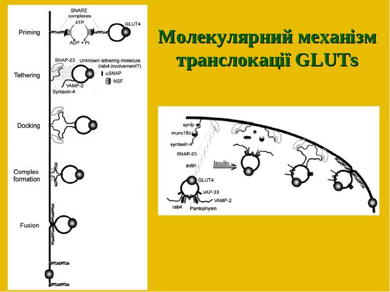 Молекулярний механізм транслокації GLUTs