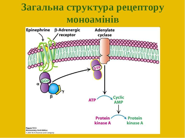 Загальна структура рецептору моноамінів