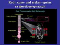 Rod-, cone- and melan- opsins та фотоізомеризація