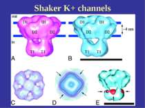 Shaker K+ channels