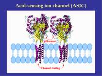 Acid-sensing ion channel (ASIC)