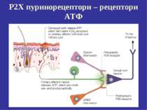 P2X пуринорецептори – рецептори АТФ