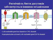Ритмічність биття джгутиків забезпечується іонними механізмами Cyclic nucleot...
