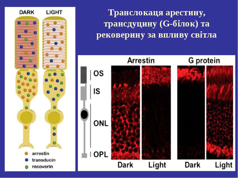 Транслокаця арестину, трансдуцину (G-білок) та рековерину за впливу світла