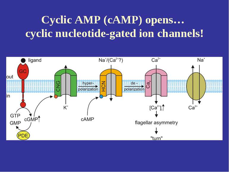 Cyclic AMP (cAMP) opens… cyclic nucleotide-gated ion channels!