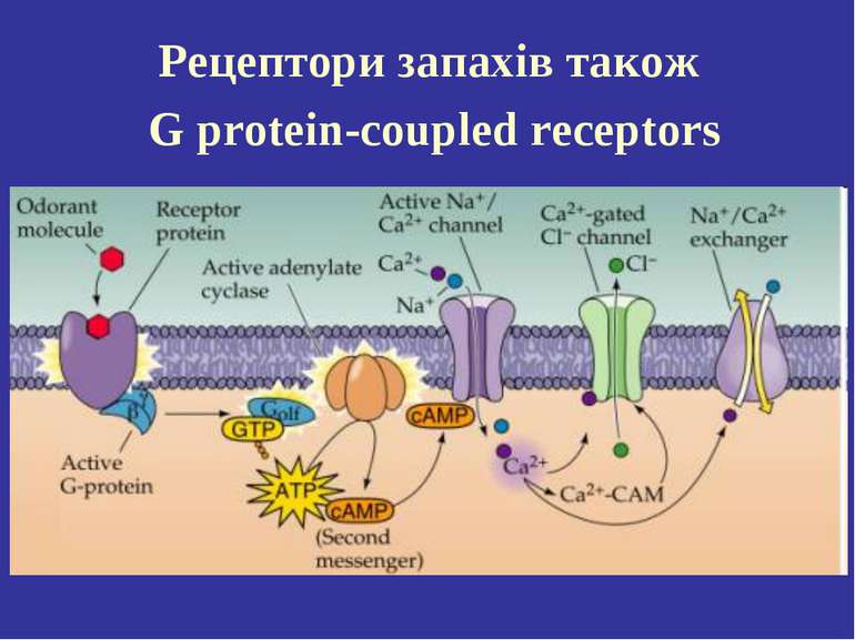 Рецептори запахів також G protein-coupled receptors