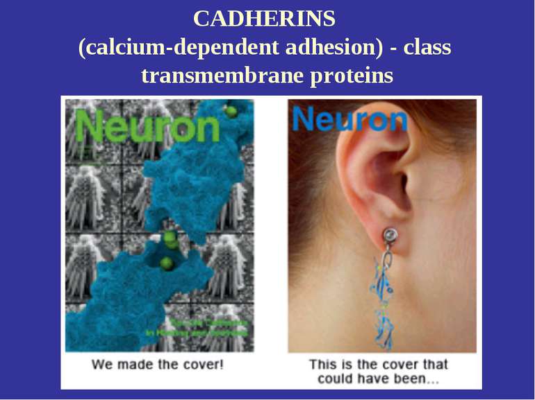 CADHERINS (calcium-dependent adhesion) - class transmembrane proteins