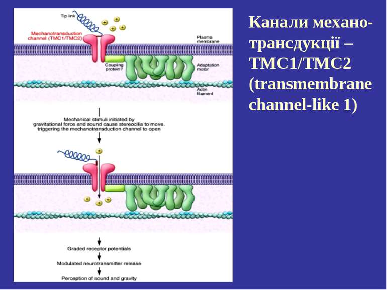 Канали механо-трансдукції – ТМС1/TMC2 (transmembrane channel-like 1)