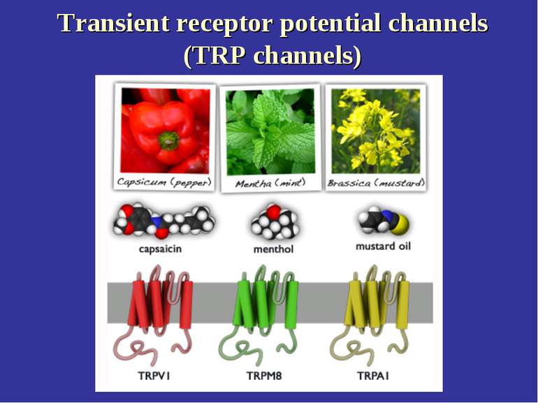 Transient receptor potential channels (TRP channels)