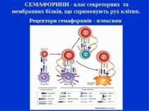 СЕМАФОРИНИ - клас секреторних та мембранних білків, що спрямовують рух клітин...