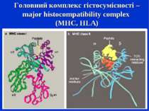 Головний комплекс гістосумісності – major histocompatibility complex (MHC, HLA)
