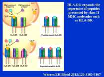 HLA-DO expands the repertoire of peptides presented by class II MHC molecules...