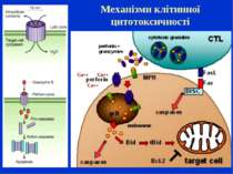 Механізми клітинної цитотоксичності