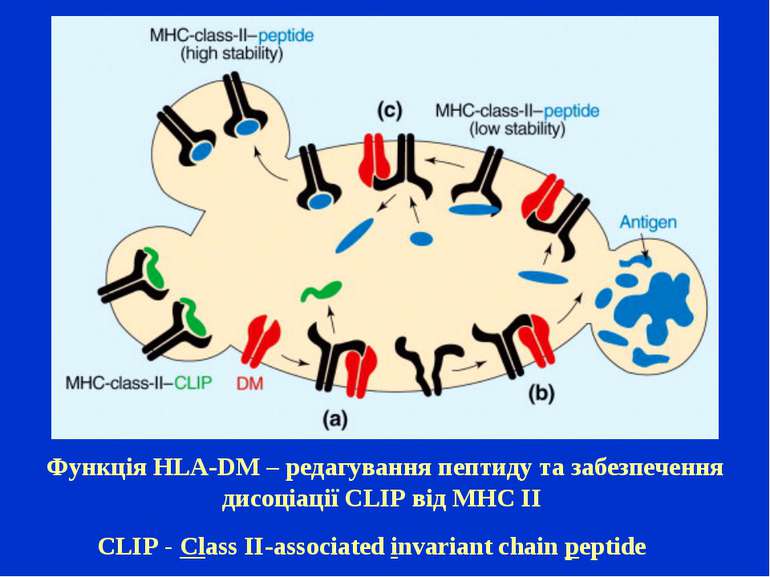 CLIP - Class II-associated invariant chain peptide Функція HLA-DM – редагуван...