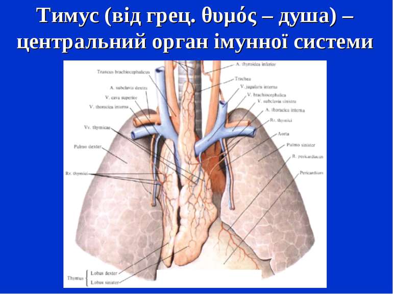 Тимус (від грец. θυμός – душа) – центральний орган імунної системи