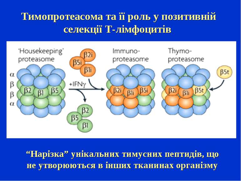 Тимопротеасома та її роль у позитивній селекції Т-лімфоцитів “Нарізка” унікал...