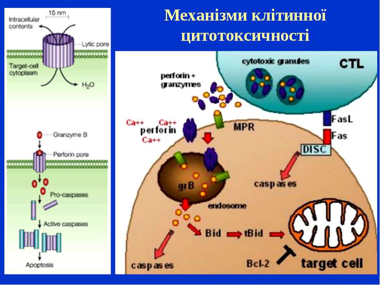 Механізми клітинної цитотоксичності