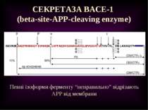 СЕКРЕТАЗА BACE-1 (beta-site-APP-cleaving enzyme) Певні ізоформи ферменту “неп...