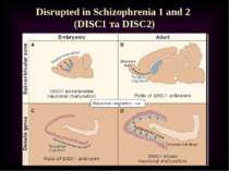 Disrupted in Schizophrenia 1 and 2 (DISC1 та DISC2)