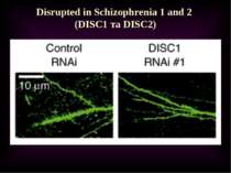 Disrupted in Schizophrenia 1 and 2 (DISC1 та DISC2)