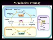 Метаболізм етанолу