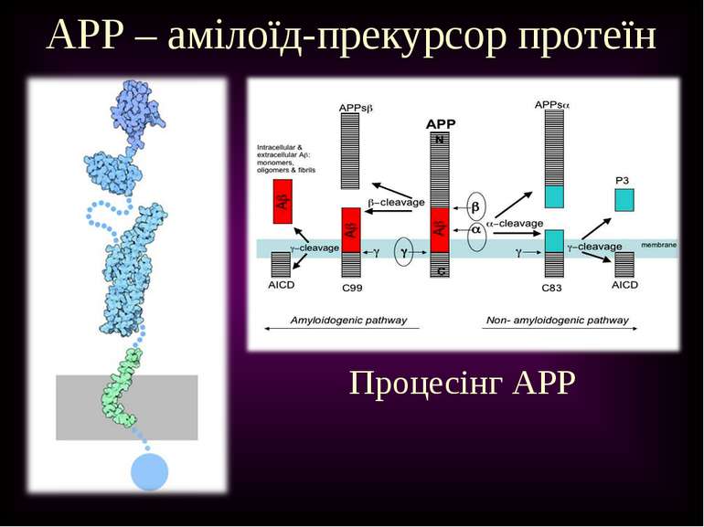 APP – амілоїд-прекурсор протеїн Процесінг APP