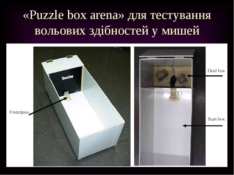 «Puzzle box arena» для тестування вольових здібностей у мишей