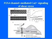P2X4 channel–mediated Ca2+ signaling of shear stress