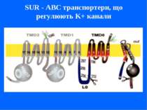 SUR - ABC транспортери, що регулюють K+ канали