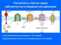 Cyclic nucleotide-gated ion channels or CNG channels Hyperpolarization-activa...