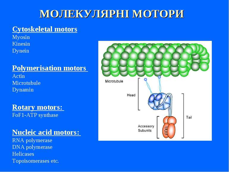 МОЛЕКУЛЯРНІ МОТОРИ Cytoskeletal motors Myosin Kinesin Dynein Polymerisation m...