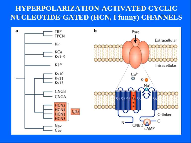 HYPERPOLARIZATION-ACTIVATED CYCLIC NUCLEOTIDE-GATED (HCN, I funny) CHANNELS