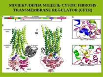 МОЛЕКУЛЯРНА МОДЕЛЬ CYSTIC FIBROSIS TRANSMEMBRANE REGULATOR (СFTR)